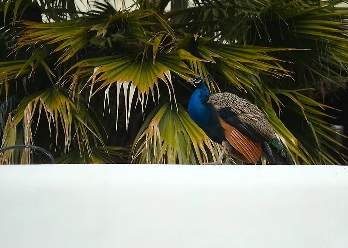 The Late Birds - Gay Urban 4* Lisboa