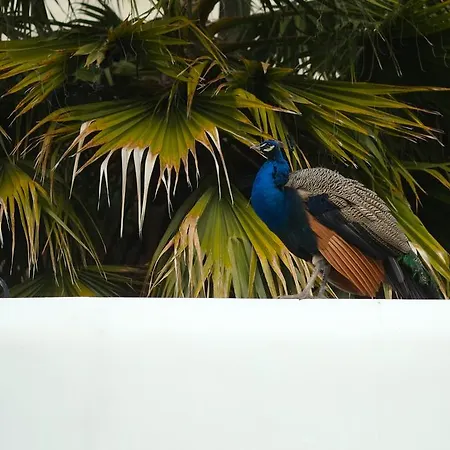 The Late Birds - Gay Urban 4* Lizbona